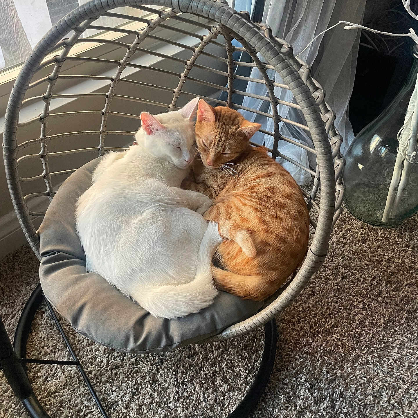Cc And Kiara is registered to the contest to win money with this photo: cat, cats, white_cat, orange_tabby_cat, hanging_chair, cushion, window, natural_light, carpet, vase, decor, indoor, sleeping, cozy, pets, feline, resting, cute, pair, home