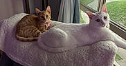 Cc And Kiara is registered to the contest to win money with this photo: cat, white_cat, orange_tabby_cat, indoor, window, blanket, chair, potted_plant, curtains, daylight, pets, furniture, relaxing, domestic, cozy, looking_at_camera, playground, floor, sitting, resting