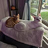 cat, white_cat, orange_tabby_cat, indoor, window, blanket, chair, potted_plant, curtains, daylight, pets, furniture, relaxing, domestic, cozy, looking_at_camera, playground, floor, sitting, resting