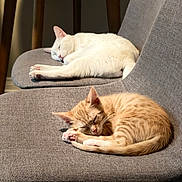 Cc And Kiara joined the competition — help win amazing prizes! cat, white_cat, orange_cat, sleeping, chair, indoor, pet, feline, cozy, resting, fur, cute, domestic_animal, relaxation, animal, napping, two_cats, gray_chair, wooden_leg, floor