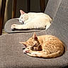 cat, white_cat, orange_cat, sleeping, chair, indoor, pet, feline, cozy, resting, fur, cute, domestic_animal, relaxation, animal, napping, two_cats, gray_chair, wooden_leg, floor