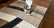 Pepper joined the competition — help win amazing prizes! animal, brown, calm, cat, couch, cozy, curious, domestic, floor, furniture, home, indoor, living_room, looking, pet, rug, sitting, tabby_cat, white_paws, wood_floor