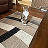 animal, brown, calm, cat, couch, cozy, curious, domestic, floor, furniture, home, indoor, living_room, looking, pet, rug, sitting, tabby_cat, white_paws, wood_floor