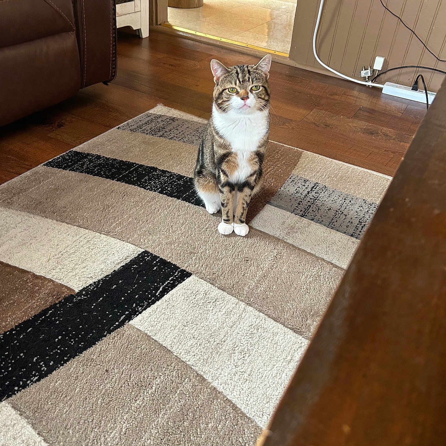Pepper joined the competition — help win amazing prizes! animal, brown, calm, cat, couch, cozy, curious, domestic, floor, furniture, home, indoor, living_room, looking, pet, rug, sitting, tabby_cat, white_paws, wood_floor
