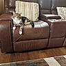 Pepper is registered to the contest to win money with this photo: cat, tabby_cat, leather_sofa, recliner, pillow, living_room, wood_floor, rug, domestic_cat, pet, feline, striped_cat, relaxed, indoor, home_interior, furniture, resting, cozy, brown, comfort