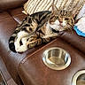 Pepper is registered to the contest to win money with this photo: cat, tabby_cat, leather_couch, pillow, indoor, relaxed, feline, pet, home, cup_holder, brown, white, curious, resting, fur, animal, cozy, domestic, living_room, comfort