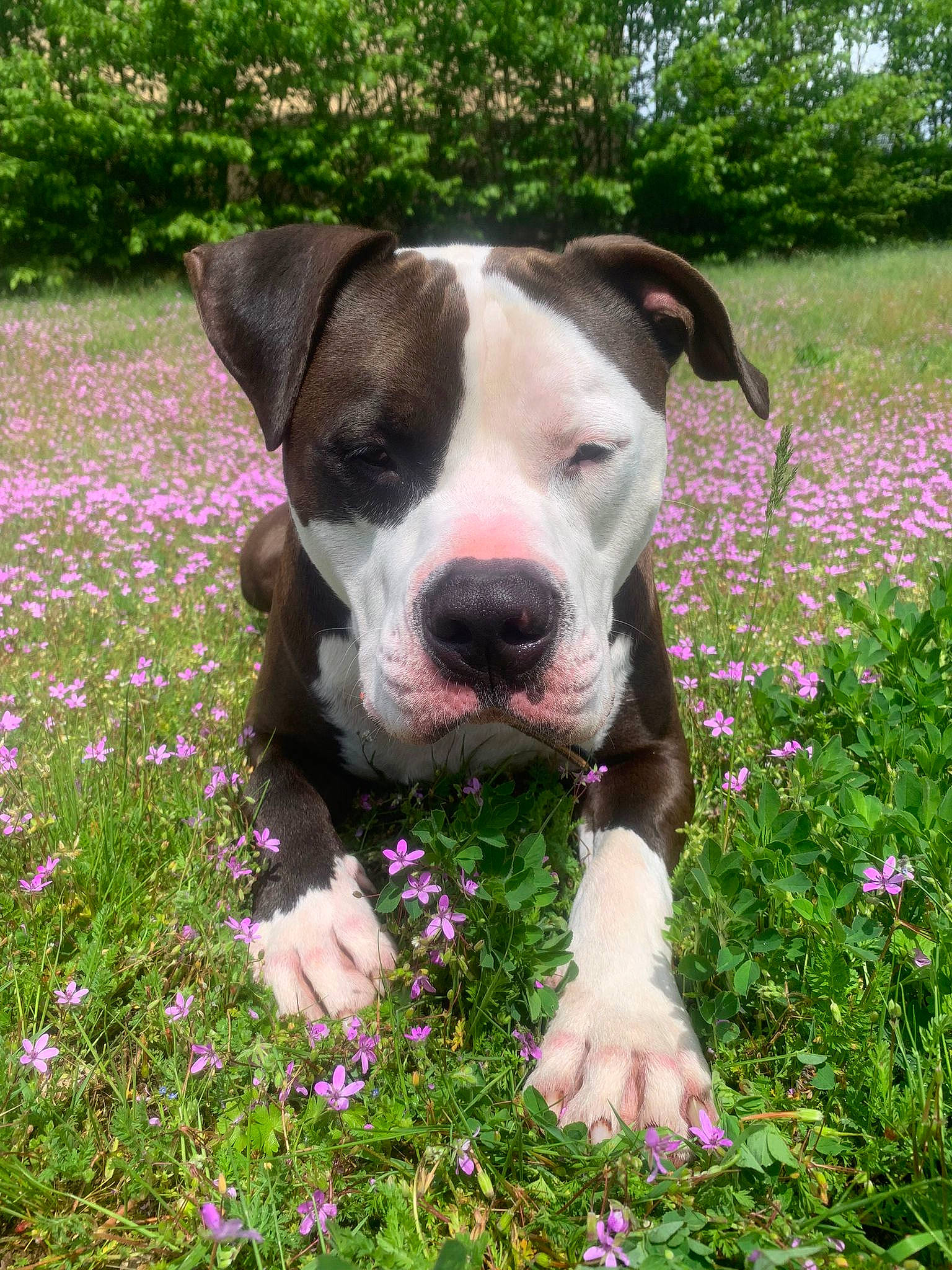 Sky a rejoint le concours — aidez-le/la à gagner de superbes lots ! botany, carnivore, companion_dog, dog, dog_breed, fawn, flower, grass, grassland, green, groundcover, herbaceous_plant, lawn, meadow, people_in_nature, plant, snout, sporting_group, tree, working_animal