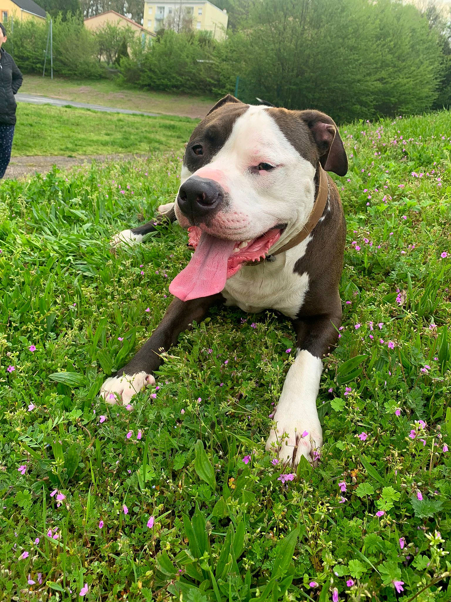Sky participe au concours pour gagner de l'argent avec cette photo : annual_plant, carnivore, companion_dog, dog, dog_breed, fawn, flower, flowering_plant, grass, grass_family, grassland, green, groundcover, herbaceous_plant, lawn, meadow, people_in_nature, petal, plant, shrub