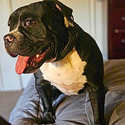 Toby joined the competition — help win amazing prizes! dog, pet, black_and_white, tongue_out, bed, indoor, furniture, dorm_room, canine, friendly, happy, domestic_animal, mammal, portrait, animal, companion, household, cute, fur, nostrils