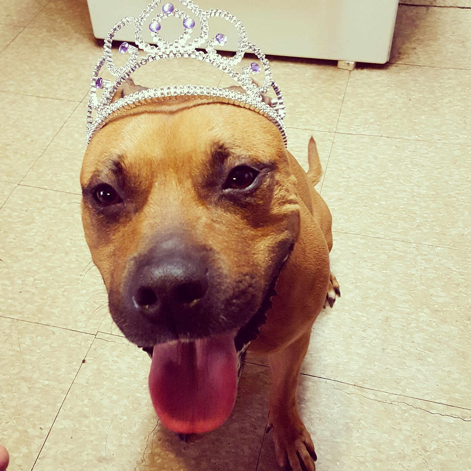 Isis joined the competition — help win amazing prizes! american_pit_bull_terrier, dog, dog_breed, dog_like_mammal, ear, nose, pit_bull, snout, whiskers