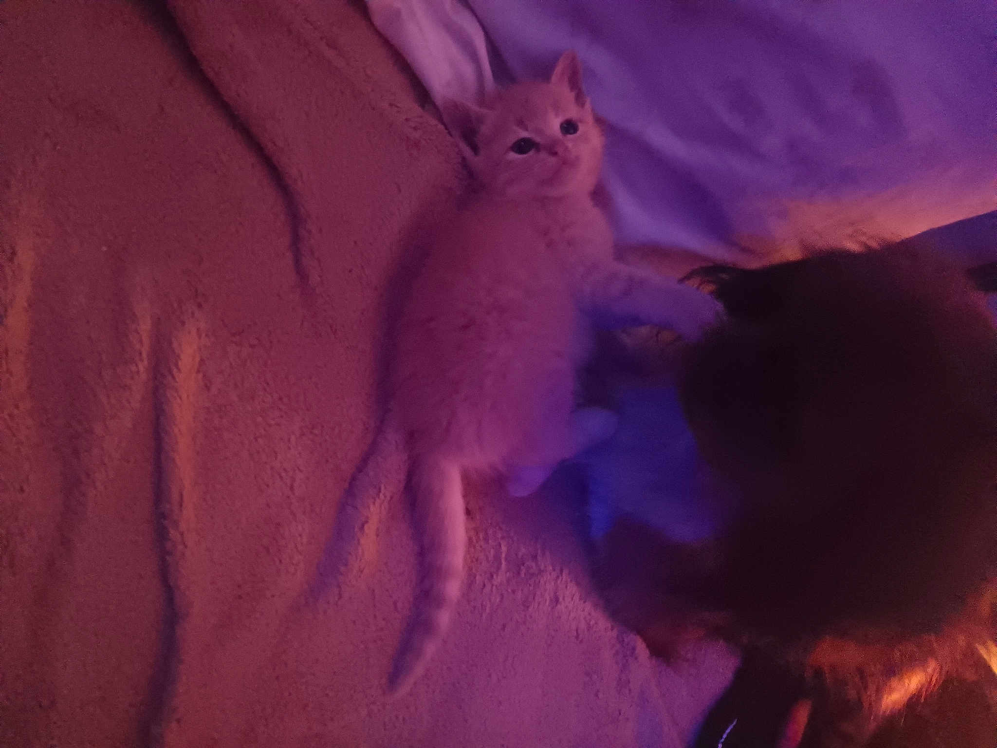 Furgy
