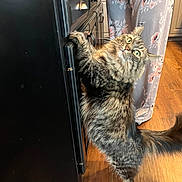 Bea joined the competition — help win amazing prizes! animal, cabinet, cat, curious, cute, domestic_animal, feline, floral_pattern, furry, home, indoor, kitchen, mammal, pajama_pants, pawing, person, pet, standing, tabby_cat, wooden_floor