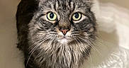 Bea is registered to the contest to win money with this photo: animal, bath, bathtub, cat, closeup, curious, damp, domestic, eyes, face, fur, hand, indoor, pet, pouring, reflection, tabby, tail, water, whiskers
