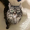 animal, bath, bathtub, cat, closeup, curious, damp, domestic, eyes, face, fur, hand, indoor, pet, pouring, reflection, tabby, tail, water, whiskers