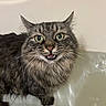 Bea joined the competition — help win amazing prizes! animal, bathtub, cat, close_up, curious, domestic_cat, ears, face, fur, fur_texture, green_eyes, indoor, long_hair, looking_up, mouth_open, pet, tabby, water, wet, whiskers