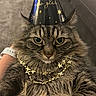Bea joined the competition — help win amazing prizes! brown_fur, cat, celebration, close_up, ears, eyes, feline, fluffy, golden_necklace, hand, holiday, indoor, new_year, party_hat, pet, portrait, sofa, tabby, watch, whiskers