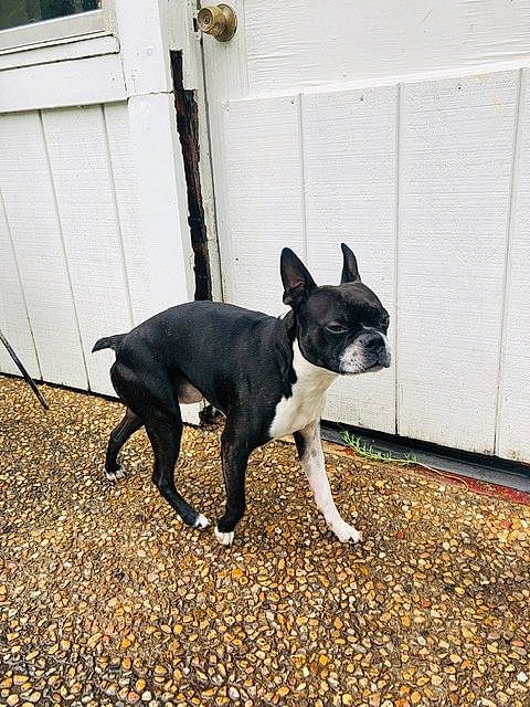 Moses is registered to the contest to win money with this photo: boston_terrier, bull_and_terrier, canidae, carnivore, companion_dog, dog, dog_breed, fawn, french_bulldog, mammal, non_sporting_group, snout, tail, vertebrate