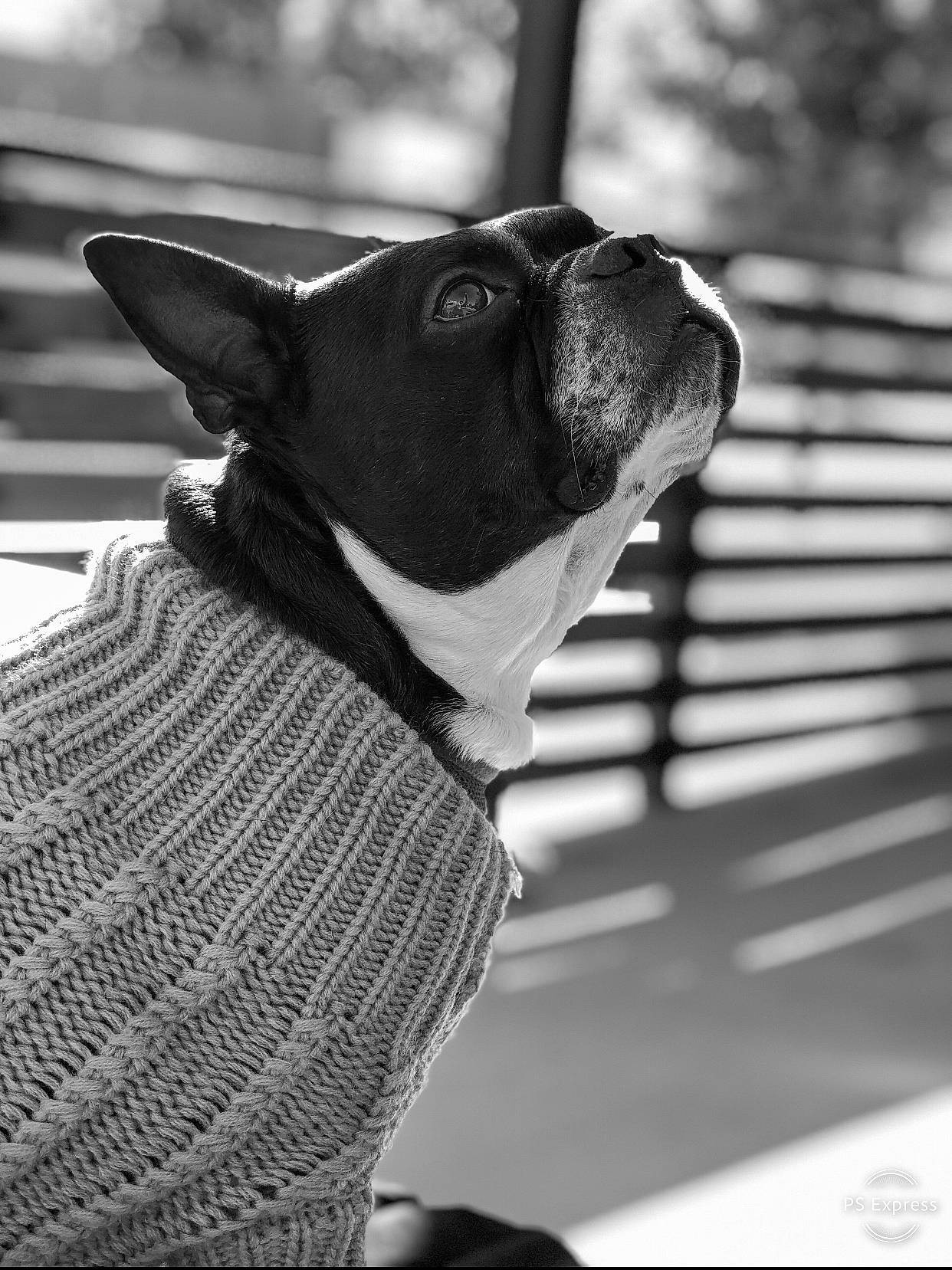 Moses joined the competition — help win amazing prizes! black, black_and_white, boston_terrier, canidae, carnivore, companion_dog, dog, dog_breed, ear, fawn, french_bulldog, mammal, monochrome, non_sporting_group, photography, snout, style, white