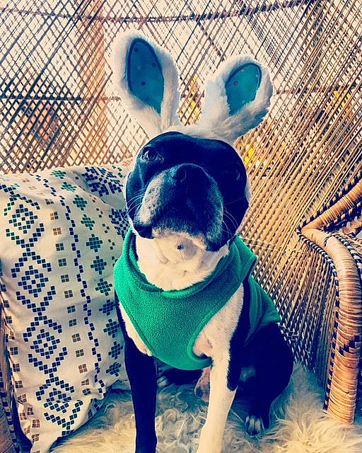 Moses is registered to the contest to win money with this photo: blue, boston_terrier, bulldog, canidae, carnivore, child, companion_dog, cool, dog, dog_breed, dog_clothes, ear, fawn, french_bulldog, non_sporting_group, pug, puppy, puppy_love, snout, t_shirt