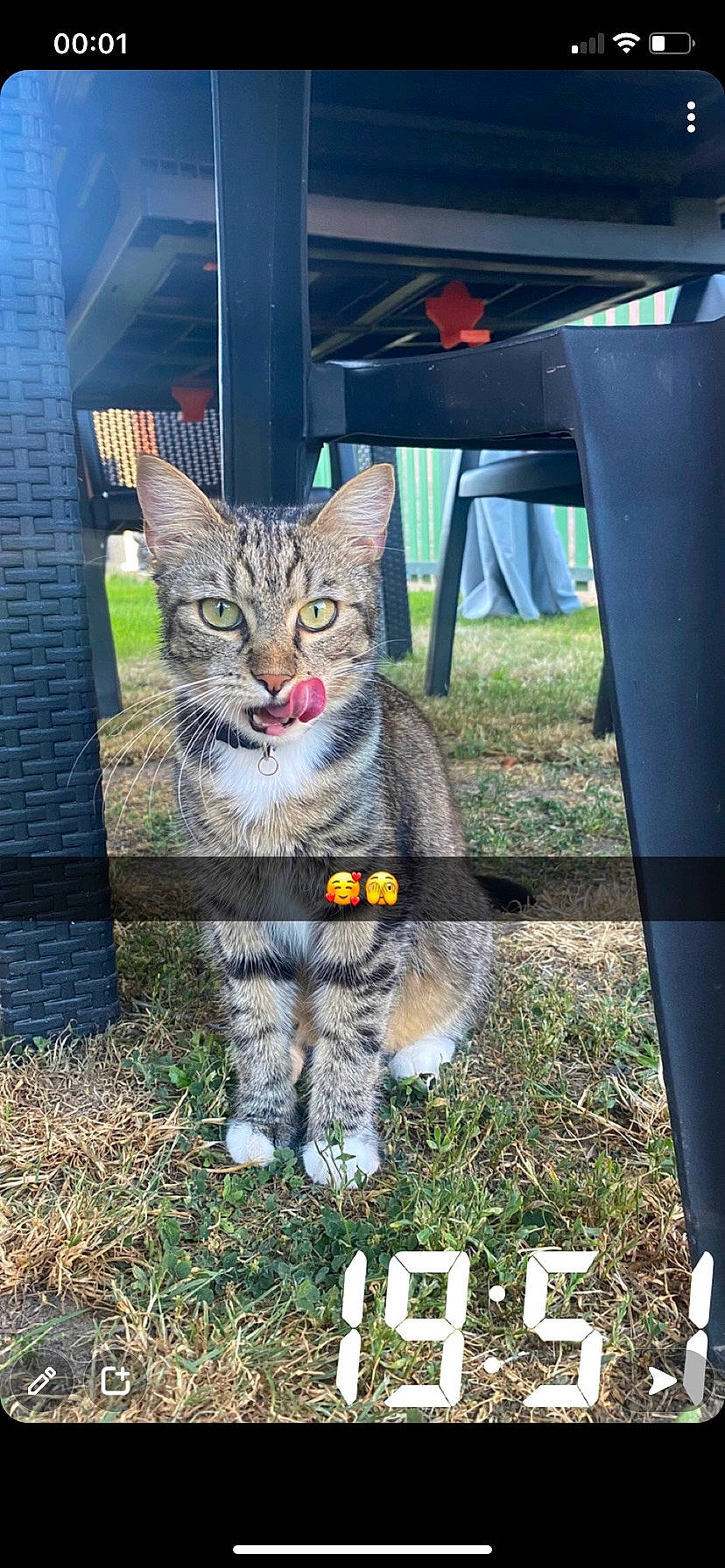 Raven participe au concours pour gagner de l'argent avec cette photo : carnivore, cat, chair, domestic_short_haired_cat, felidae, fur, grass, mammal, paw, photo_caption, plant, sitting, small_to_medium_sized_cats, snout, tail, terrestrial_animal, tree, vertebrate, whiskers, wildlife