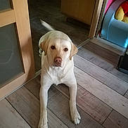 Stella participe au concours pour gagner de l'argent avec cette photo : dog, labrador, indoor, wooden_floor, animal, pet, canine, looking, lying, floor, household, furniture, doorway, light, brown, white, ears, tail, paws, calm