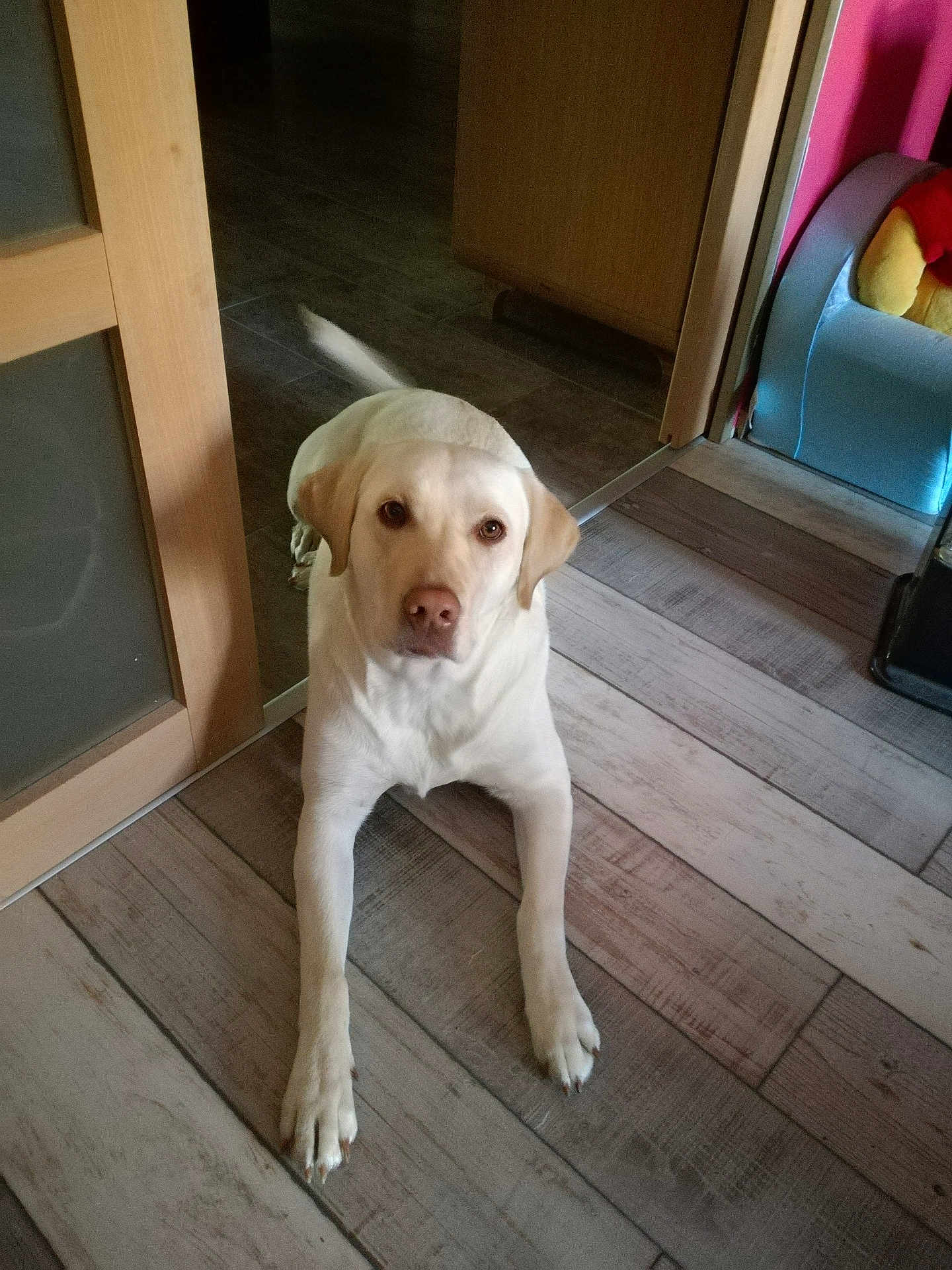 Stella