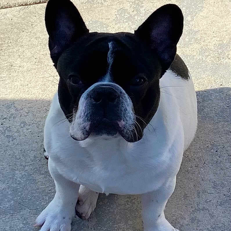 Oreo