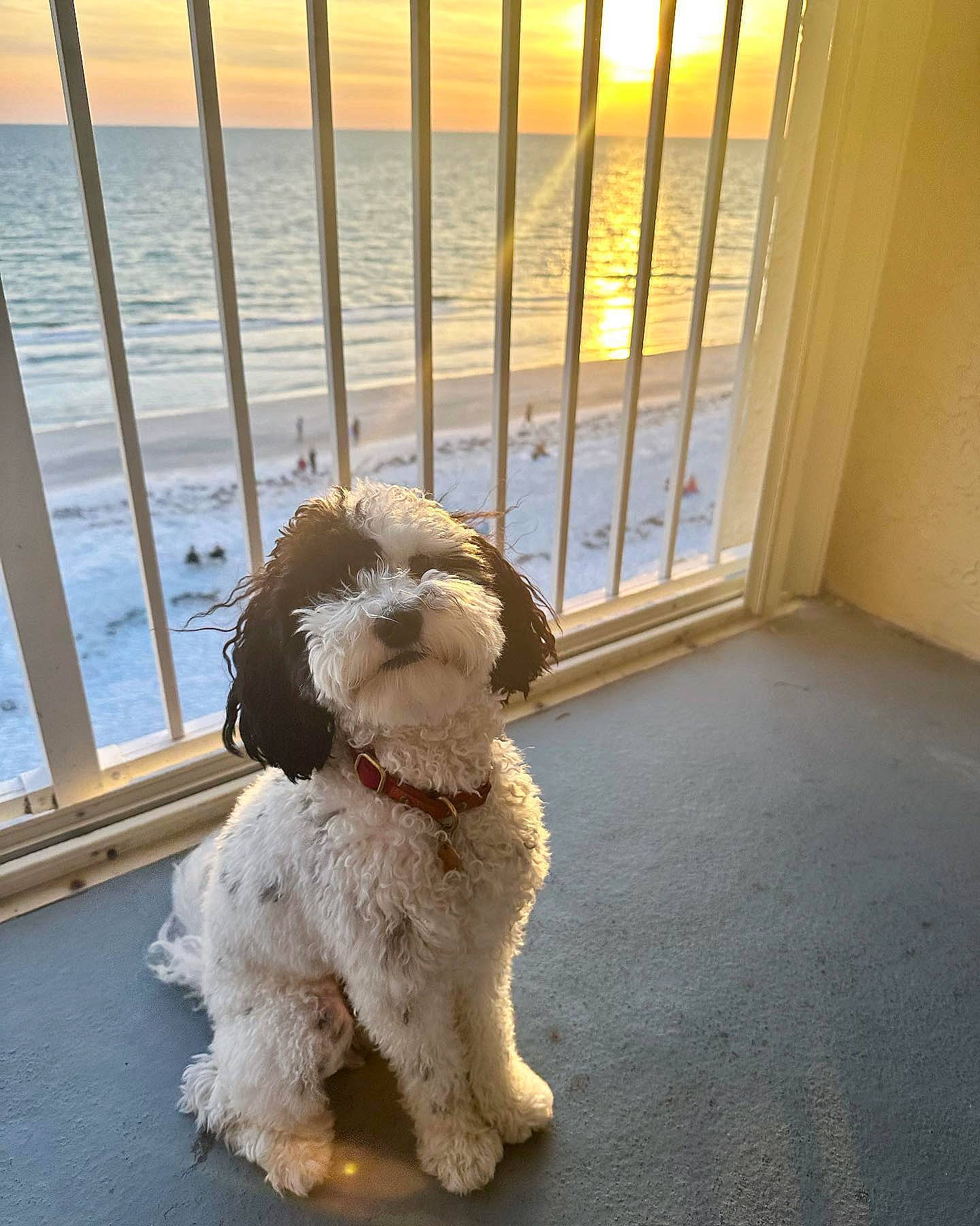 Snoop Dogg joined the competition — help win amazing prizes! canidae, carnivore, companion_dog, dog, dog_breed, dog_collar, fence, fur, labradoodle, poodle, poodle_crossbreed, sky, snout, sporting_group, terrier, toy_dog, water, water_dog, window, wood