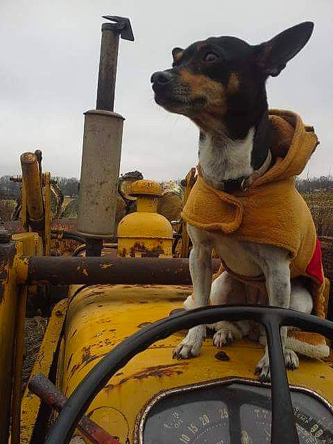 Nickles joined the competition — help win amazing prizes! agricultural_machinery, auto_part, automotive_exterior, automotive_tire, automotive_wheel_system, canidae, carnivore, cloud, collar, companion_dog, dog, dog_breed, gas, machine, motor_vehicle, sky, tractor, vehicle, wheel, working_animal