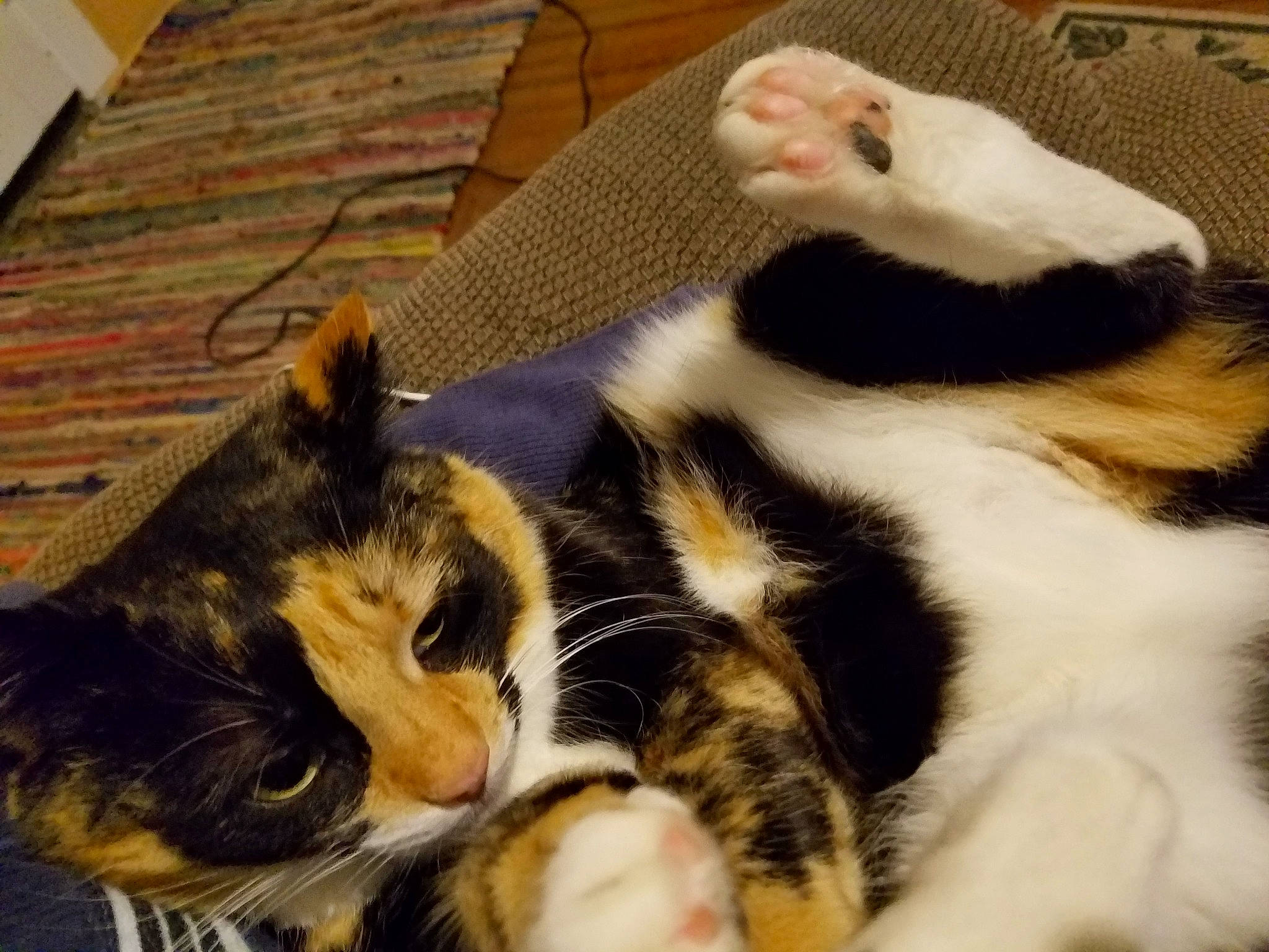 Autumn is registered to the contest to win money with this photo: carnivore, cat, claw, comfort, domestic_short_haired_cat, felidae, fur, mammal, nap, paw, sleep, small_to_medium_sized_cats, snout, tail, terrestrial_animal, toy, vertebrate, whiskers, wildlife, wood