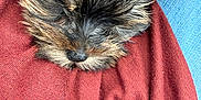 Lillie is registered to the contest to win money with this photo: puppy, dog, sleeping, fur, nose, close_up, blanket, sweater, maroon, denim, lap, cozy, pet, whiskers, ear, snout, small, young, indoor, portrait