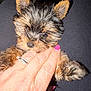 Lillie is registered to the contest to win money with this photo: puppy, dog, yorkshire_terrier, small_dog, fur, face, ears, eyes, nose, paw, hand, rings, pink_nail, human_hand, close_up, indoor, black_clothing, lap, cute, pet