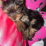 Lillie joined the competition — help win amazing prizes! puppy, dog, sleeping, small_dog, fur, black_and_tan, paw, nose, eyes_closed, pajamas, pink, blanket, cozy, indoors, close_up, pet, cuddly, resting, fur_texture, adorable