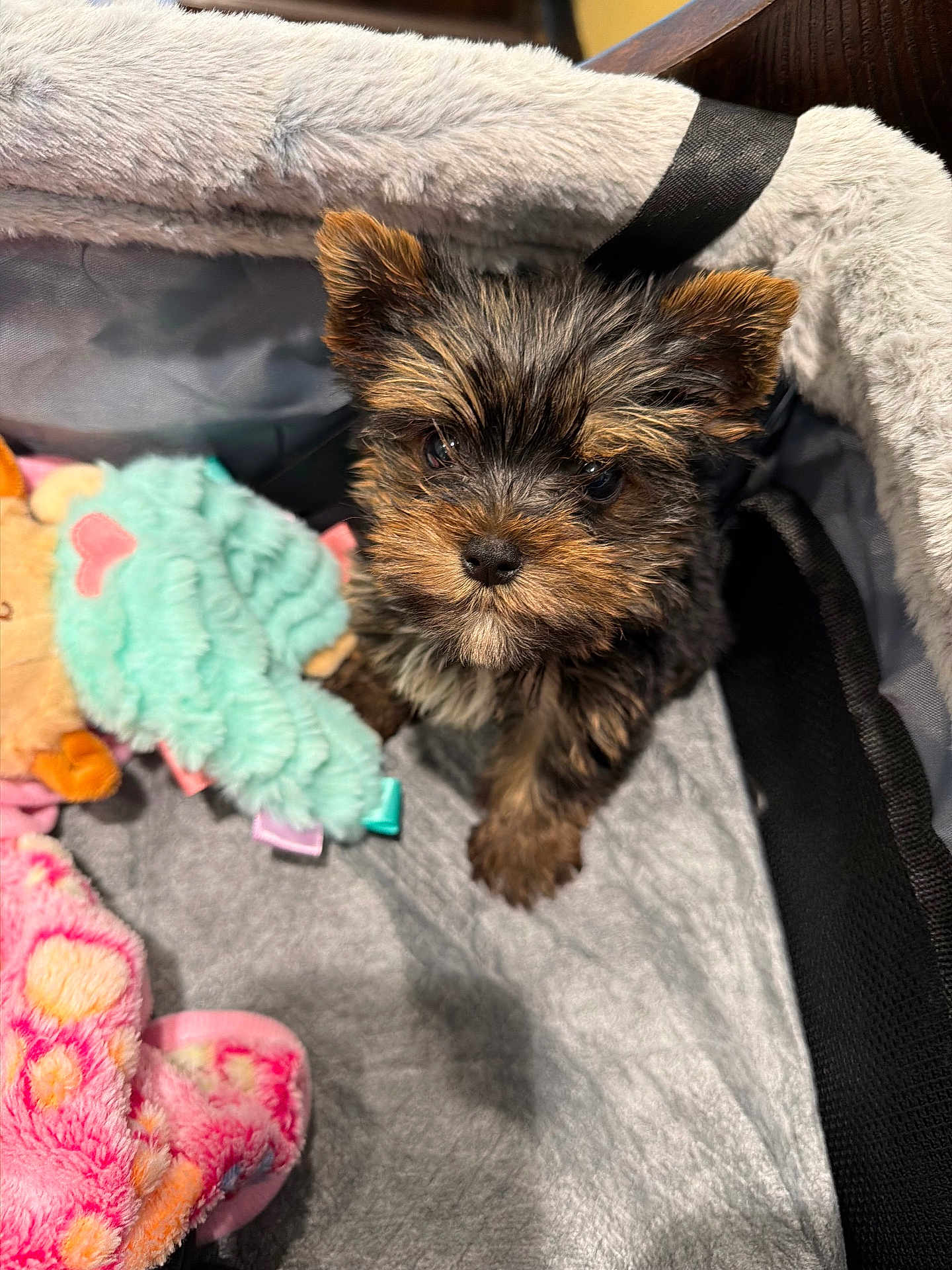 Lillie is registered to the contest to win money with this photo: puppy, dog, yorkshire_terrier, small_dog, close_up, fur, eyes, nose, bed, blanket, plush_toy, toy, cozy, indoor, pet, cute, tufty, portrait, soft, pink