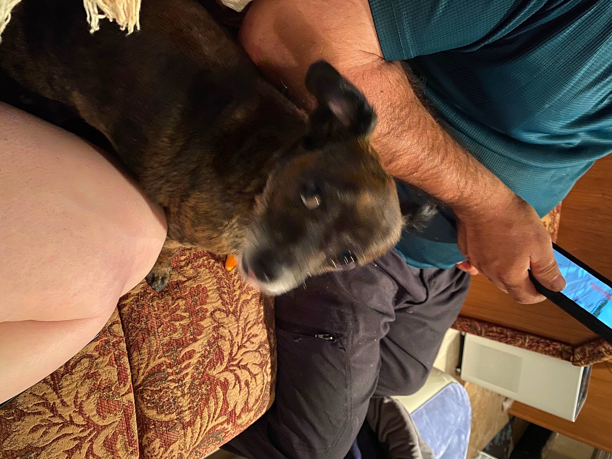 Shelby joined the competition — help win amazing prizes! canidae, dog_breed, ear, fawn, leg, mammal, marsupial, rabbit, rabbits_and_hares, snout, wallaby