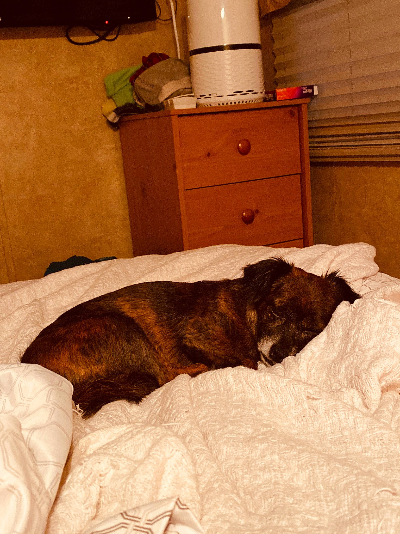 Shelby joined the competition — help win amazing prizes! bed, bed_sheet, bedroom, canidae, carnivore, comfort, dog, dog_breed, furniture, nap, room, sleep, sporting_group, wood