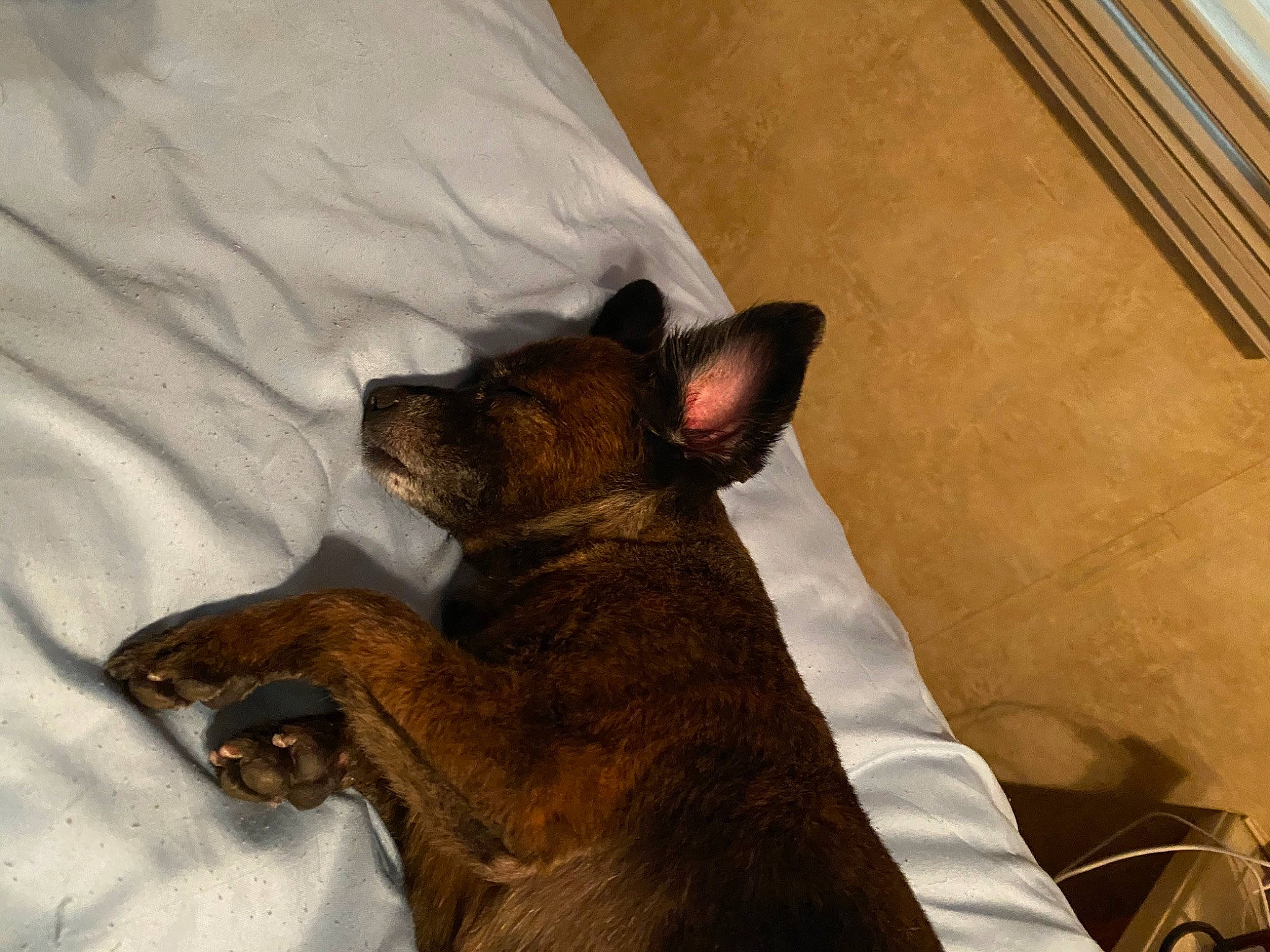 Shelby is registered to the contest to win money with this photo: canidae, carnivore, cat, dog, dog_breed, fawn, felidae, mammal, nap, snout, vertebrate, whiskers