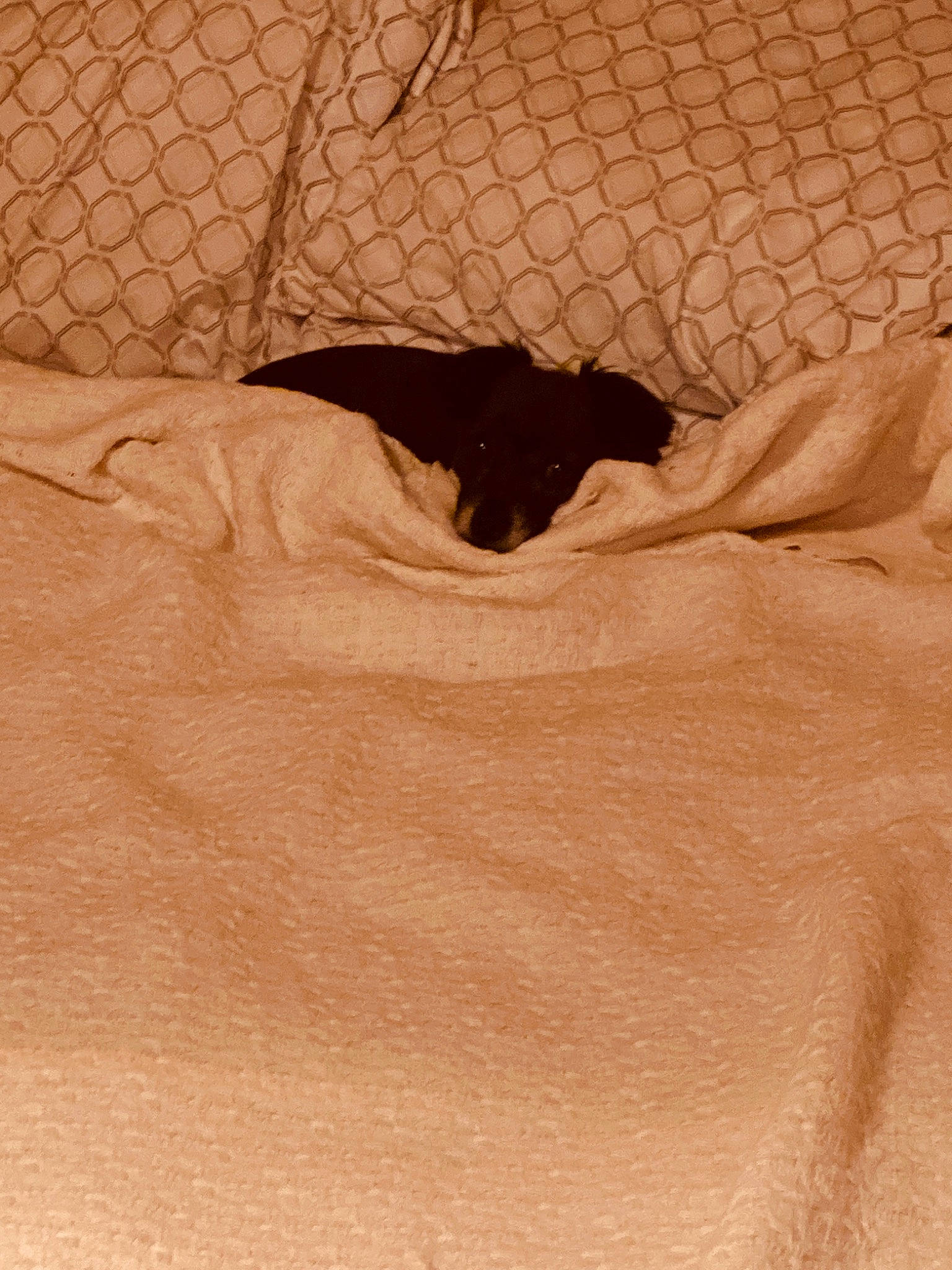 Shelby is registered to the contest to win money with this photo: beige, fawn, neck, t_shirt, textile