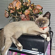 Natalia is registered to the contest to win money with this photo: cat, siamese_cat, pet, animal, terrarrium, exoterra, flower_bouquet, artificial_flowers, window_blinds, green_curtains, indoor, feline, relaxed, paw, collar, bell, houseplant, glass, lighting, flash