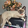 cat, siamese_cat, pet, animal, terrarrium, exoterra, flower_bouquet, artificial_flowers, window_blinds, green_curtains, indoor, feline, relaxed, paw, collar, bell, houseplant, glass, lighting, flash
