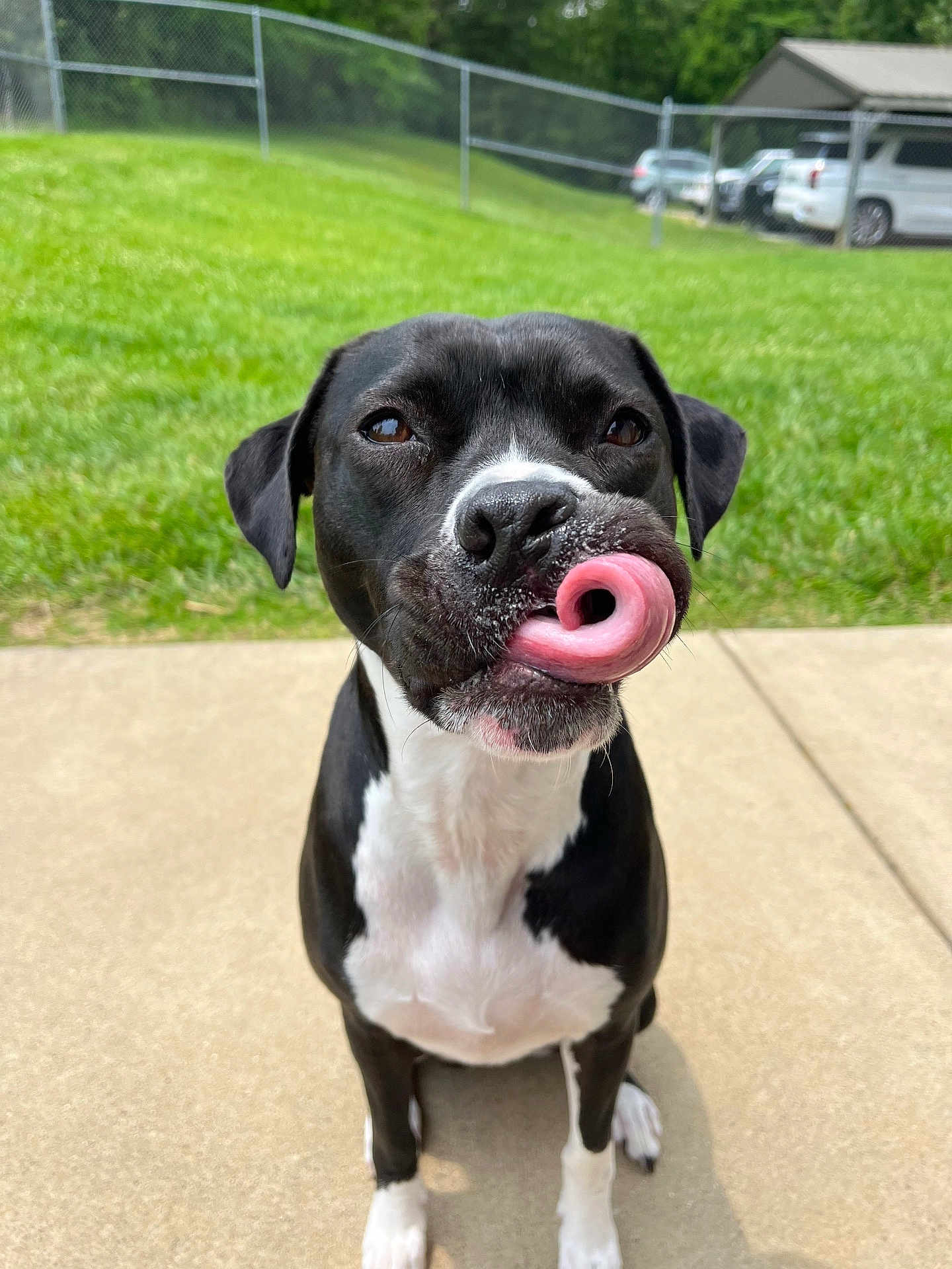 Poppie is registered to the contest to win money with this photo: dog, black_and_white, tongue_out, curled_tongue, sitting, outdoor, grass, concrete, fence, sunny, pet, canine, animal, cute, playful, portrait, daylight, looking_at_camera, ears, nose