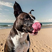 Sally a rejoint le concours — aidez-le/la à gagner de superbes lots ! animal, beach, black_and_white, canine, close_up, dog, ears, funny, licking, muzzle, nature, ocean, outdoor, pet, playful, sand, sky, summer, sunlight, tongue