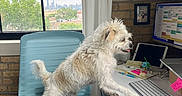 Loki is registered to the contest to win money with this photo: dog, office_chair, keyboard, computer_mouse, desk, window, cityscape, brick_wall, curtain, tablet, pen, sticky_notes, indoor, pet, technology, workstation, monitor, mousepad, cable, light