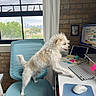 dog, office_chair, keyboard, computer_mouse, desk, window, cityscape, brick_wall, curtain, tablet, pen, sticky_notes, indoor, pet, technology, workstation, monitor, mousepad, cable, light