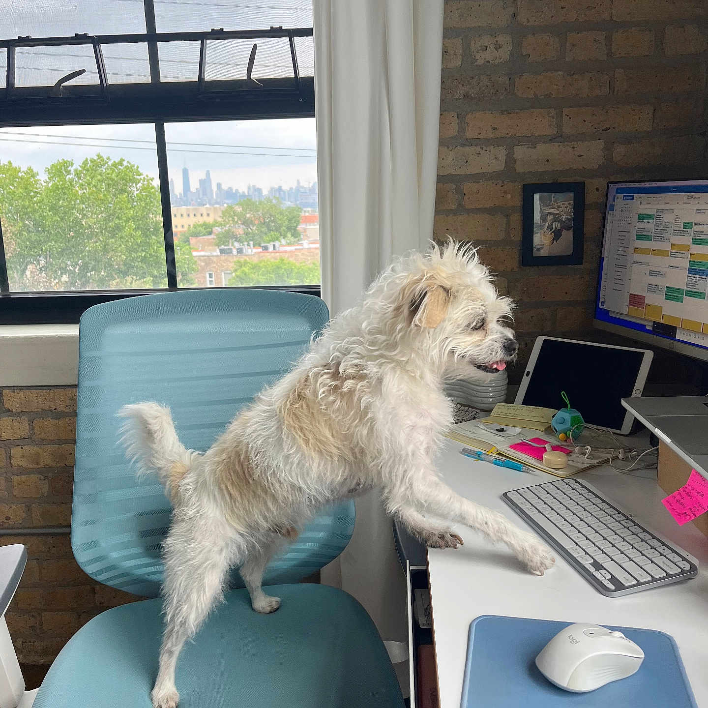 Loki is registered to the contest to win money with this photo: dog, office_chair, keyboard, computer_mouse, desk, window, cityscape, brick_wall, curtain, tablet, pen, sticky_notes, indoor, pet, technology, workstation, monitor, mousepad, cable, light
