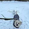 Loki is registered to the contest to win money with this photo: animal, coat, cold_weather, cute, dog, fluffy, harness, leash, looking_at_camera, outdoor, pet, playful, portrait, small_dog, snow, snowman, snowy_ground, walk, white_fur, winter