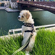 Loki is registered to the contest to win money with this photo: dog, white_dog, grass, leash, harness, river, bridge, city, urban, water, outdoor, pet, side_view, daylight, building, canine, nature, park, calm, leisure