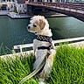 dog, white_dog, grass, leash, harness, river, bridge, city, urban, water, outdoor, pet, side_view, daylight, building, canine, nature, park, calm, leisure