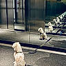 back_view, carpet, collar, dog, door, elevator, fluffy, funny, hallway, indoors, leash, metal, mirror, perspective, puppy, reflection, repetition, sitting, small_dog, white_fur