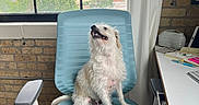 Loki joined the competition — help win amazing prizes! brick_wall, cityscape, computer_keyboard, curtain, daylight, desk, dog, happy, indoor, light_blue, office_chair, office_supplies, paper, pen, pet, scruffy_dog, sitting, urban_view, window, workspace